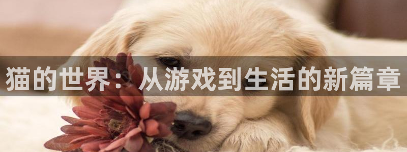 杏悦2登录平台：猫的世界：从游戏到生活的新篇章